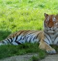 whipsnade zoo tiger